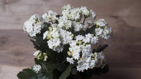 Spraying Water Mist On A White Flowering Kalanchoe - Close up