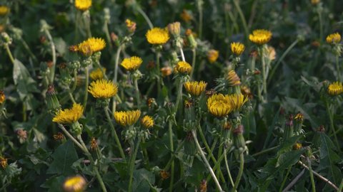 Flowering, opening in the meadow Common Dandelion. Time lapse.