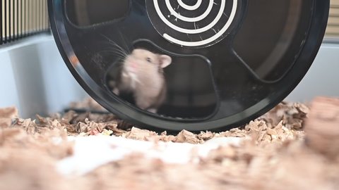 campbell's dwarf hamster running in a wheel