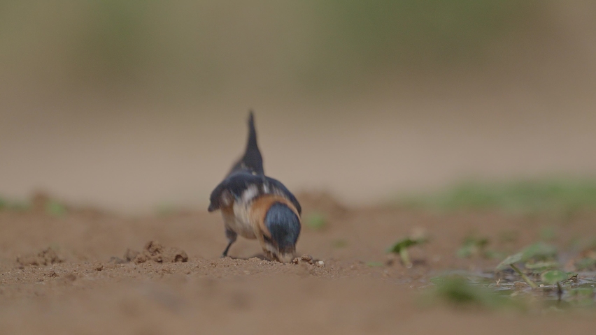 Red-rumped swallow (Cecropis daurica) Collecting mud for nest in Israel