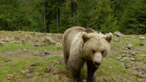 Powerful Brown Bear living walking in forest, Wild Nature. Life in Forest, Dangerous Animals. Wild Free Life Hight in the Mountains