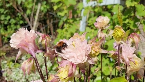 Tree bumblebee (Bombus hypnorum) on a pink aquilegia Columbine flower plant which is a flying bee insect with brown ginger hair on its thorax and a black abdomen with a white tail, video footage clip