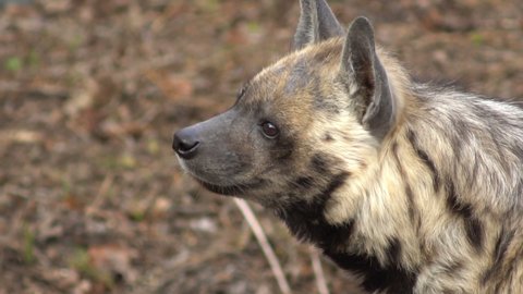 funny striped hyena looking, slow motion