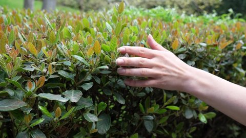 Woman hand touching and stroking leaves of green tea plant under sunlight in fresh morning. Girl's hand touches a beautiful green fence of living plants.