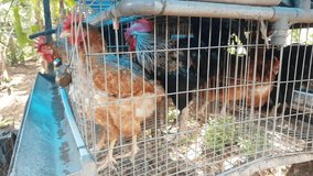 Backyard Iron avian or chicken birds coop for village poultry farm and farming agriculture business with organic fresh a hen and rooster birds. Asia animal agricultural industry closeup 4k video.