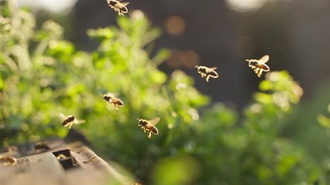 honey bees flying back into bee hive in slow motion at spring afternoon sunlight beautiful bees insect in nature clip