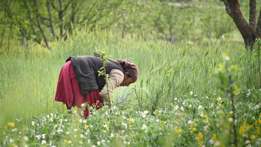 shot of a middle-aged Asian Indian traditional rural female or woman harvesting or chopping off wheat crops on an agricultural farm field during broad daylight. Agriculture and farming concept
