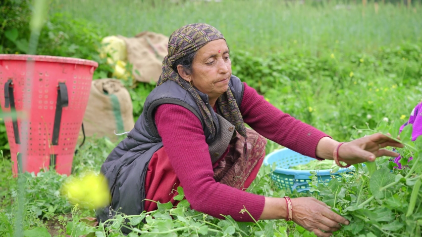 An Indian Asian elderly farmer woman picking up or collecting fresh green peas or vegetables in a basket from a plant on an agricultural farming field during harvest season. Agriculture concept Royalty-Free Stock Footage #1073092199