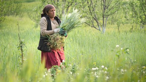 shot of a middle-aged Asian Indian traditional rural woman harvesting or chopping off wheat crops on an agricultural farm field during broad daylight. Agriculture and farming concept
