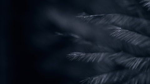 Black feathers. Close-up. Slow motion black feather background.