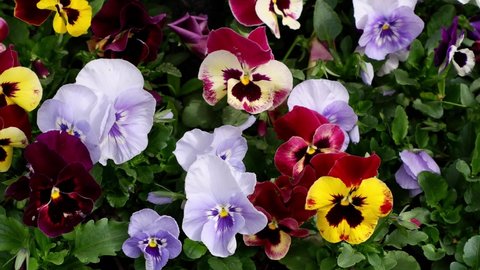 Flowers: Pansies. The movement of flowers in the wind.