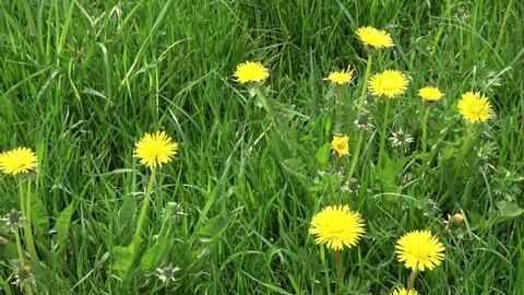 Close up view at a dandelion flowers on a green meadow during springtime. Floral field.