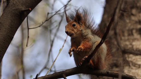 The Squirrel Looks At The Camera And In Fright Drops A Walnut And Runs Away. A Squirrel Nibbles A Walnut While Sitting On A Tree Branch.