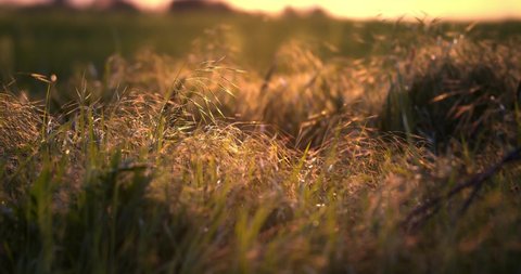 Close up of a flower of grass blowing against the wind at a beautiful sunset or sunrise, slow motion. Vintage autumn landscape nature background. Concept of nature, flowers, spring, autumn, landscape.