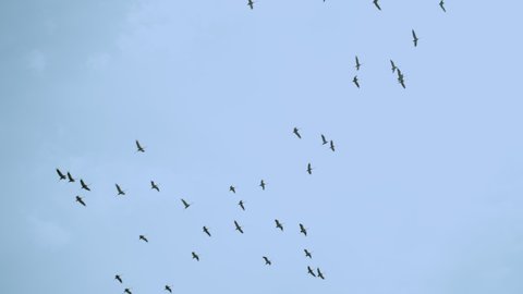 White storks fly in flock cross the frame as they migrate to warm country. Flock of stork birds Ciconia flap their large wings in the blue sky while flying in formation during spring in Israel
