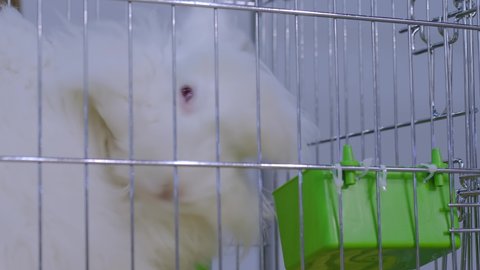 Fluffy white Angora rabbit in the cage at agricultural animal exhibition, trade show, market - close up view. Farming, agriculture industry, livestock and animal husbandry concept