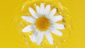 Super Slow Motion of Beautiful Daisy Blossom Falling into Water. - Powered by Shutterstock - Get 15% off with code: PIKWIZARD15