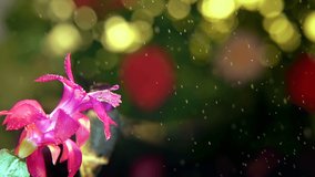 Slow motion of male hummingbird visits pink flower on rainy day,  45 degree angle view