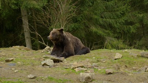 A big brown bear in the forest. Wild Nature. Life in Forest, Dangerous Animals. Wild Free Life Hight in the Mountains