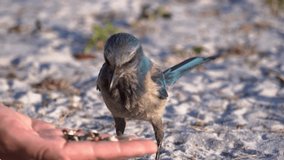 Tiny Scrub Jay eating some bird seed.