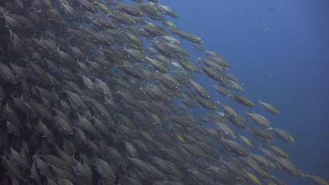A School of The yellowstripe scad (Selaroides leptolepis) moves quickly on a diagonal, making short dashes. In the end they slow down 