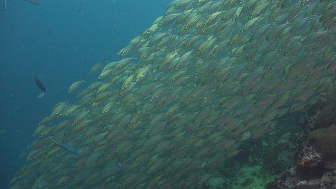 Long shot. A huge school of The yellowstripe scad (Selaroides leptolepis) moves up and down, creating beautiful shapes 