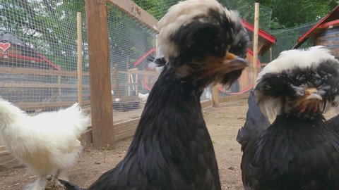 Funny Dutch Bantam black chickens with white tuft. Low-angle and close-up