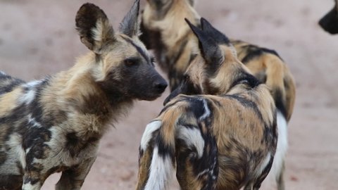 Medium shot of three African Wild Dogs standing and waiting for the rest of the pack to return from a hunt, Greater Kruger. 