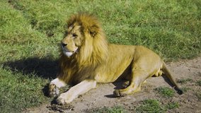 African lion lies on the grass and washes under the sun in the hot savanna