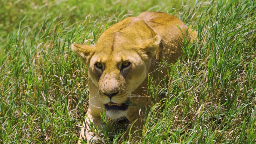 An African lioness lies on the green grass and rests under the bright sun in the hot savannah. African safari