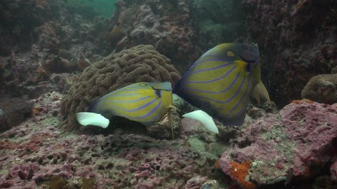 The camera captures two angel fish twitching "lying" on their side. They float away. The camera continues to film the reef, which has a lot of fish. 
