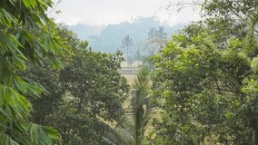Video footage of morning foggy view to rice fields, palm trees, papaya tree, banana trees, tropical nature in Sidemen in Bali