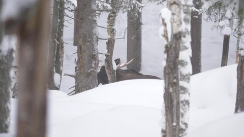 Large Moose bull cloaked in the distance amidst the snowy forest trees - Long wide shot
