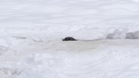Grey Seal prying from ice gap standing out amid white snowed backdrop - Long wide shot