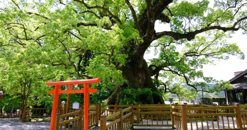 Japan's largest Gamo camphor tree , May 17, 2021 Kagoshima, Japan
