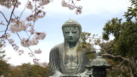 Great Buddha in Kotokuin, Kamakura, Japan at cherry blossom season. Sakura Season Japan. Buddha statue. Japanese buddhism
