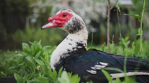 A muscovy duck among the grass on the farm