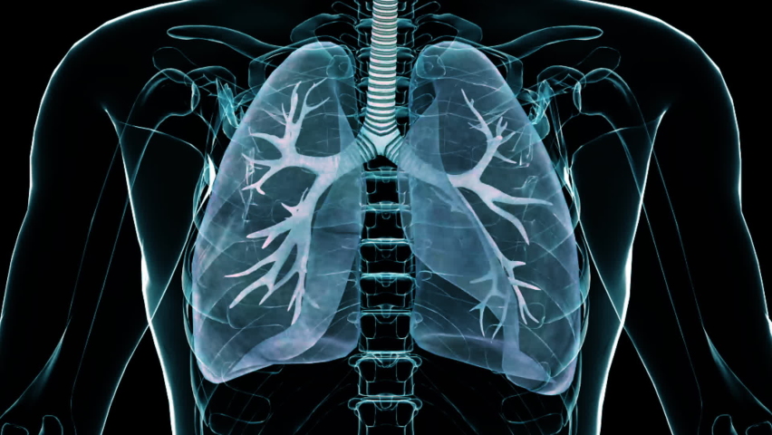 3d human lungs for medical research on organ system of body | Shutterstock HD Video #1073135708