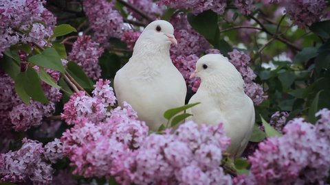 White pigeons on branches blooming in lilac flowers. A pair of doves in the spring garden