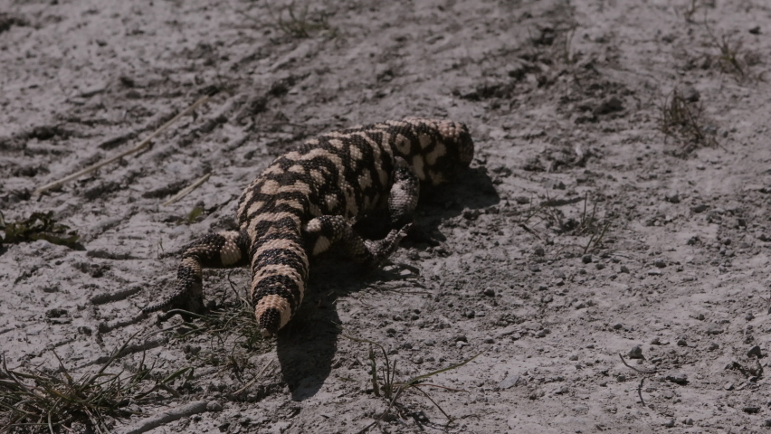 Gila monster crawling through the desert