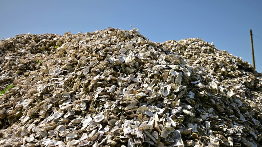 Mountain of oyster shells. Pedestal down Royalty-Free Stock Footage #1073139290