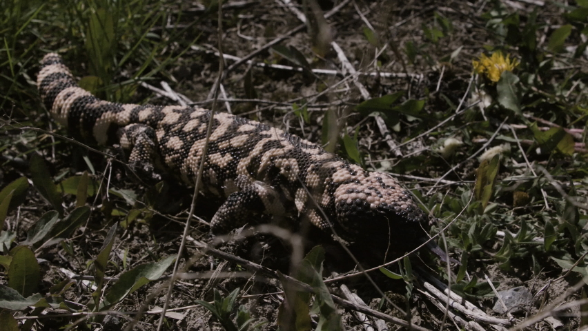 Gila monster close up slow motion in nature