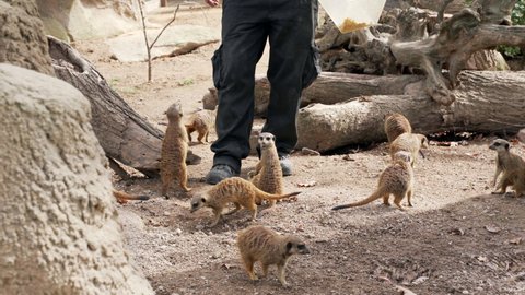 Zookeeper feeds meerkats at a zoo