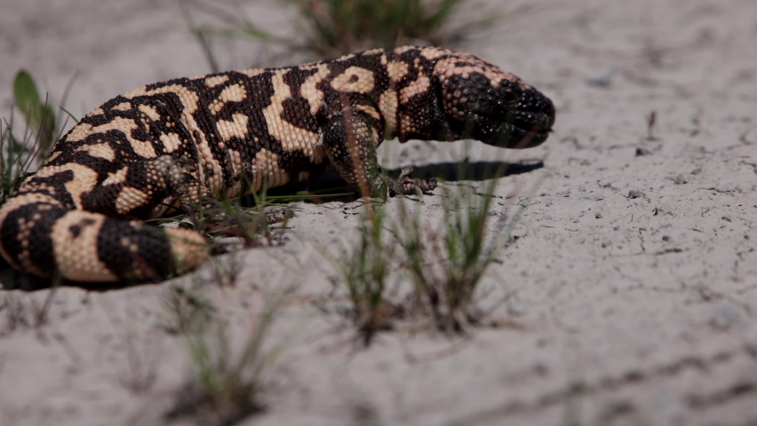 Gila monster on cracked desert dirt slow motion