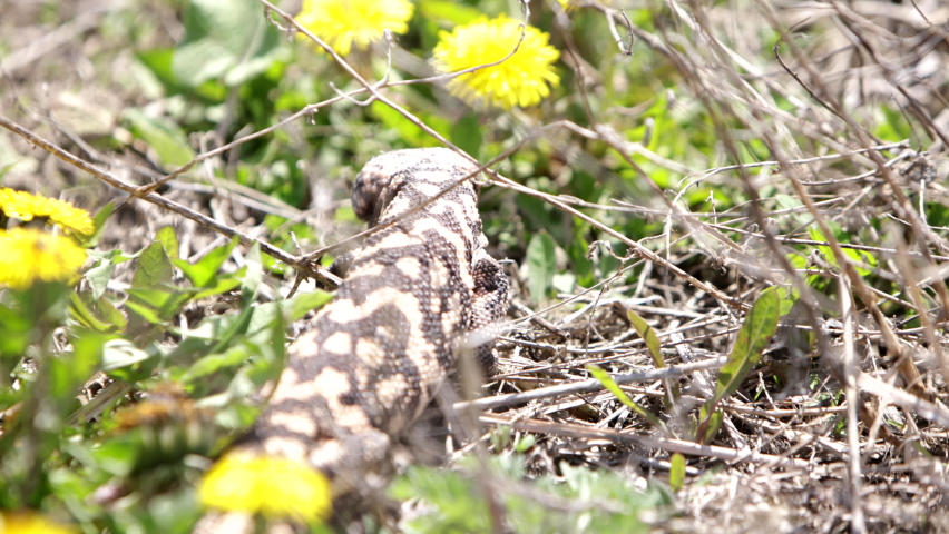 Gila monster crawling through grass and dandelions