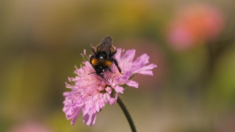 bumble worker bee pollinating a flower