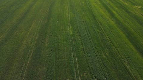 aerial footage of a drone flying over a field with green grass
