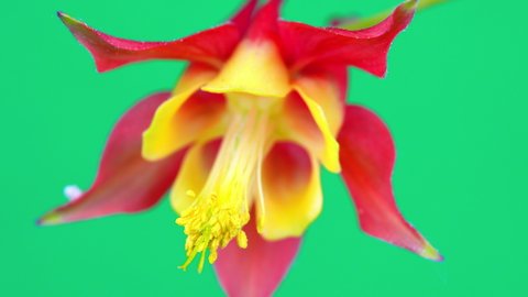 Red columbine  flower or Aquilegia canadensis, studio shot