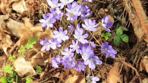 Blue violet flowers Liverwort Hepatica in the forest on a sunny day in spring