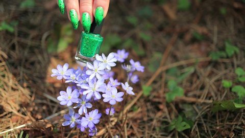 Blue violet flowers Liverwort Hepatica in the forest on a sunny day in spring. female hand with green manicure puts nail polish bottle.